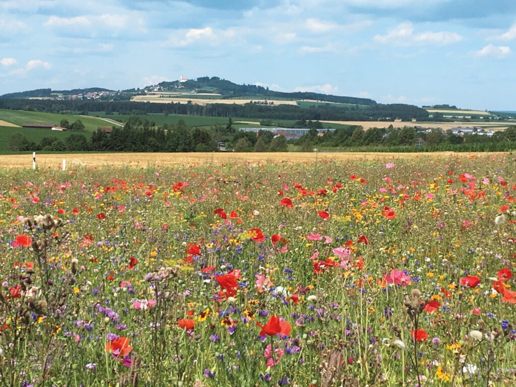 Uttenweiler, Mohnwiese mit Blick auf den Bussen, Ferien rund um den Bussen